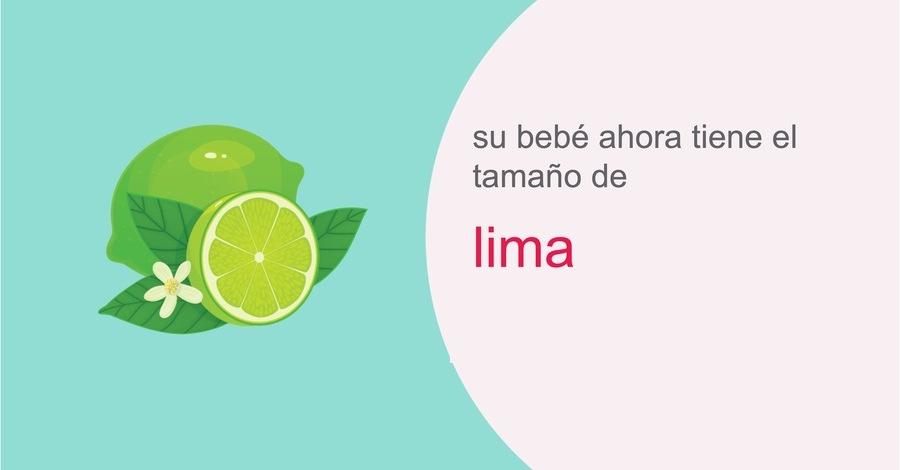 su-embarazo-semana-11