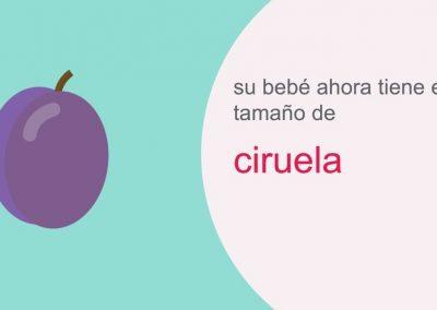 Su embarazo: semana 12