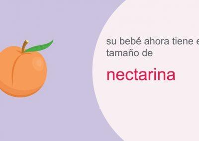 Su embarazo: semana 14