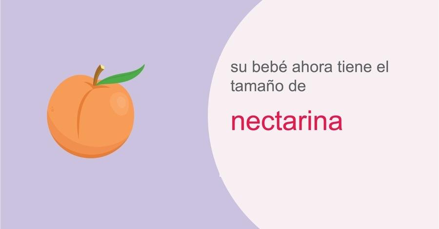 su-embarazo-semana-14