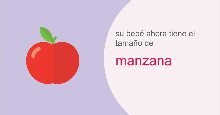 su-embarazo-semana-15