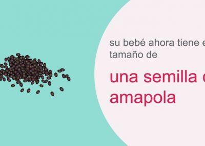 Su embarazo: semana 4