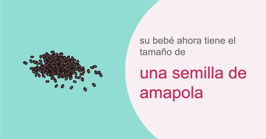 su-embarazo-semana-4 (1)