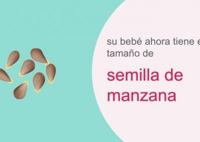 Su embarazo: semana 5