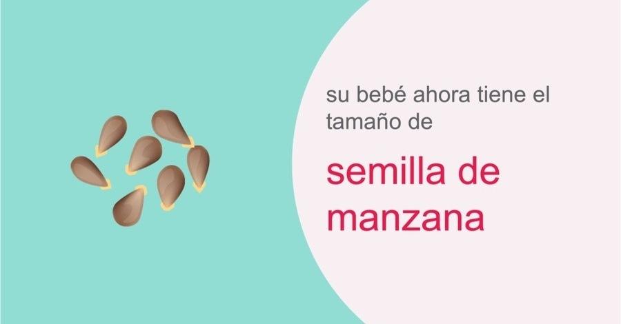 su-embarazo-semana-5