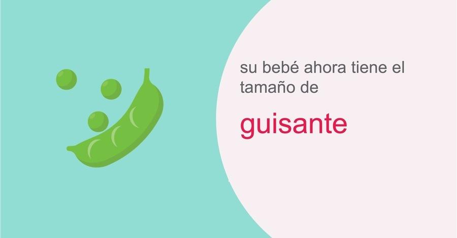 su-embarazo-semana-6