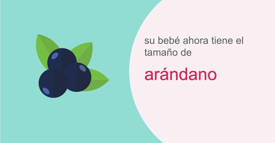 su-embarazo-semana-7
