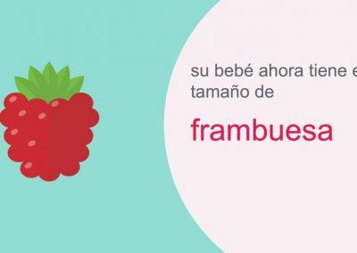 Su embarazo: semana 8