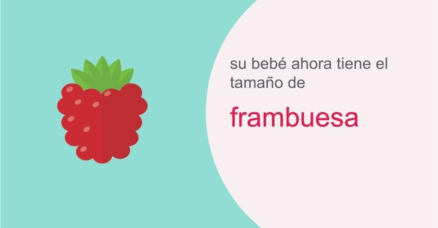 su-embarazo-semana-8