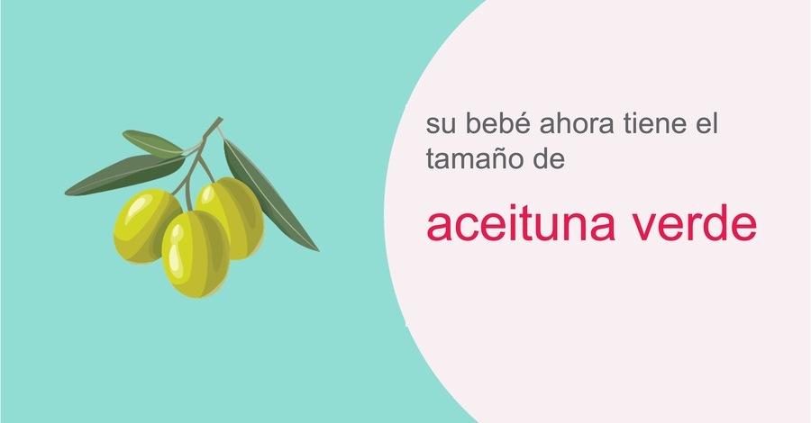 su-embarazo-semana-9
