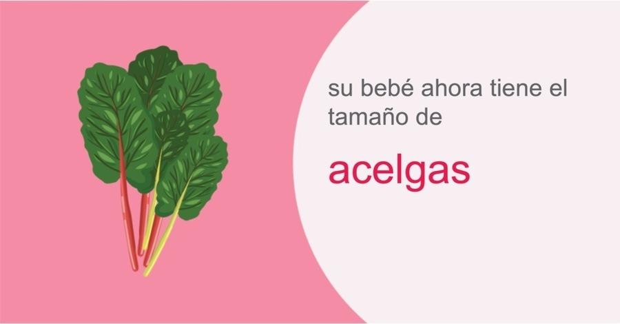 Su embarazo semana 36